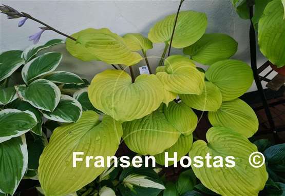 Hosta Tom Terrific